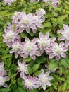 Light Pink Clematis large-flowered Josephine in the garden in May Royalty Free Stock Photo