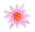 Light pink color lotus flower top view isolated on white background, path Royalty Free Stock Photo