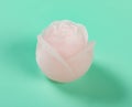 a light pink color rose shape ice cube on blue background Royalty Free Stock Photo