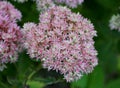 Light pink color of Showy stonecrop `Autumn Fire` flowers