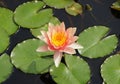 Light pink color of Tropical Day-Flowering Waterlily on top of a pond Royalty Free Stock Photo