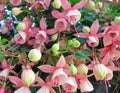 A Fuchsia flowering bush Royalty Free Stock Photo