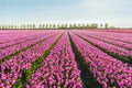 Light pink colored tulip flowers in long converging flower beds