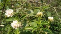 Light pink colour flower onthe plant