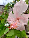 Light pink colour hisbiscus flower .full sunlight