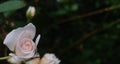 Light pink colour rose flower blooming in blury background Royalty Free Stock Photo