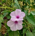 Light pink coloured flask shaped flowers in pair.