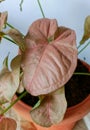 Light Pink coloured leaves of Pink Syngonium plant grown in balcony garden