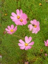 Light pink Cosmos bipinnatus among wiry leaves Royalty Free Stock Photo