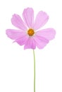 Light pink Cosmos flower isolated on white background. Garden Cosmos Royalty Free Stock Photo