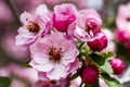 Light Pink Crab Apple Tree Blooms