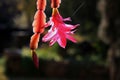 LIGHT ON PINK CRAB CLAW FLOWER AND LEAF Royalty Free Stock Photo