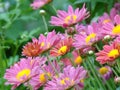 Light-pink crysanthemums between the green plants, close-up. Royalty Free Stock Photo