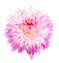 Light pink dahlia bloom isolated on white Royalty Free Stock Photo