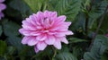 Light pink dahlia.