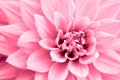 Light pink dahlia flower macro photo. Concept image for motherÃ¢â¬â¢s day, valentines day, wedding, love.