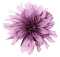 Light pink dahlia flower white background isolated with clipping path. Closeup. For design. Royalty Free Stock Photo