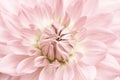 Light pink dahlia. Light pink and yellow flower close up macro photo with light colours with fresh blossoming dahlia flower head Royalty Free Stock Photo