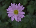 Light pink daisy flower macro photo Royalty Free Stock Photo