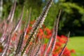 Pink echinum flowers with red crocosmia lucifer behind, at the Leckford Estate, Longstock, Hampshire UK