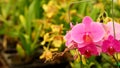 Light pink Farland orchid in colorful flower garden with soft focus background.