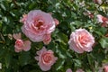 Light pink floribunda rose flowers