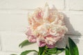 A light pink flower against white brick