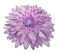 Light pink flower   dahlia on white isolated background with clipping path  no shadows. Closeup. Royalty Free Stock Photo