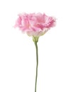 Light pink flower. Royalty Free Stock Photo