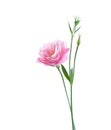 Light pink flower of Eustoma isolated on white background Royalty Free Stock Photo