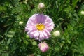 Light pink flower head and buds of China aster in August Royalty Free Stock Photo