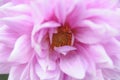 Light pink flower