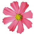 Light pink flower kosmeya, white isolated background with clipping path. Closeup. no shadows. yellow mid.