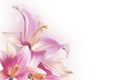 Light pink flower lily