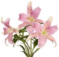 Light pink flower lily Royalty Free Stock Photo