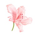 Light pink flower rhododendron mountain shrub vintage vector illustration editable