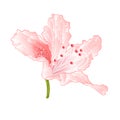 Light pink flower rhododendron shrub vintage vector illustration editable