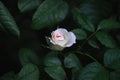 Light pink flower of rose mimi eden in full bloom on green leaf background Royalty Free Stock Photo