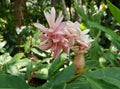 light pink flower in a tropical garden in spring season Royalty Free Stock Photo