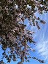 light pink flowers on the big tree Royalty Free Stock Photo