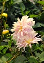 Light pink flowers and buds in the bryant park, kodaikanal. Royalty Free Stock Photo