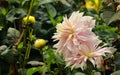 Light pink flowers and buds in the bryant park, kodaikanal. Royalty Free Stock Photo