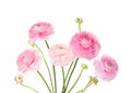 Light pink flowers isolated on white. Royalty Free Stock Photo