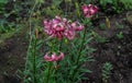 Light pink flowers Lilium Martagon with curly swirling petals, red large pistils grows on stem with green leaves