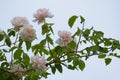 Light pink flowers of the rambling or climbing rose