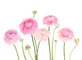 Light Pink Flowers Ranunculus Isolated On White Background