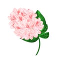 Light pink flowers rhododendron branch mountain shrub on a white background vintage vector illustration editable