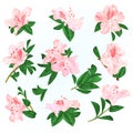 Light pink flowers rhododendrons and leaves mountain shrub on a blue background vintage vector illustration editable