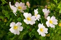 Light pink flowers rose  hips on the bushes among the green leaves_ Royalty Free Stock Photo