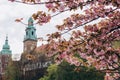 Light pink flowers of Sakura against old town background. Photo of Wawel Royal Castle with in spring. Selective focus. Royalty Free Stock Photo
